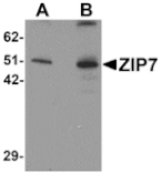 Western blot - ZIP7 Antibody from Signalway Antibody (25230) - Antibodies.com