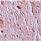 Immunohistochemistry - ZIP7 Antibody from Signalway Antibody (25230) - Antibodies.com