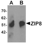 Western blot - ZIP8 Antibody from Signalway Antibody (25231) - Antibodies.com