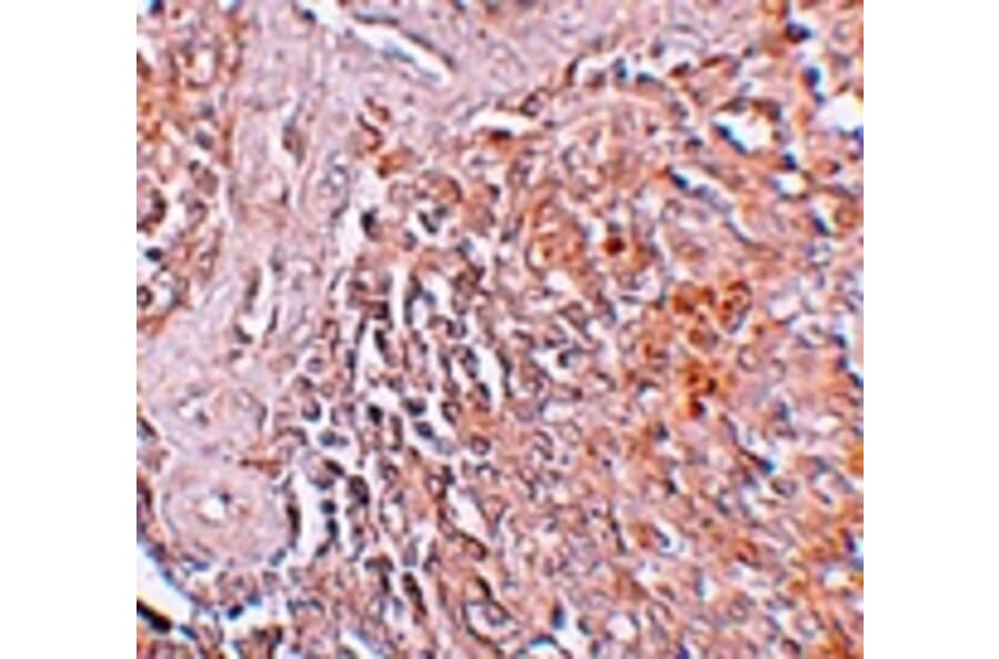 Immunohistochemistry - ZIP8 Antibody from Signalway Antibody (25231) - Antibodies.com