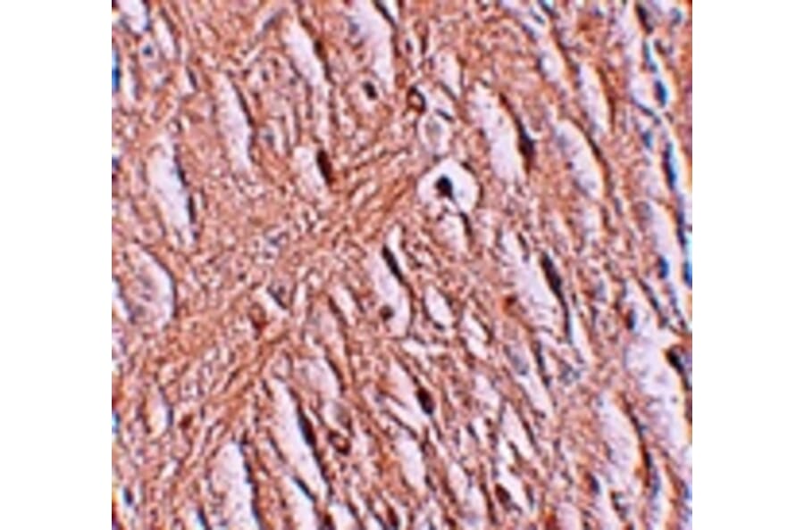 Immunohistochemistry - ZIP9 Antibody from Signalway Antibody (25232) - Antibodies.com