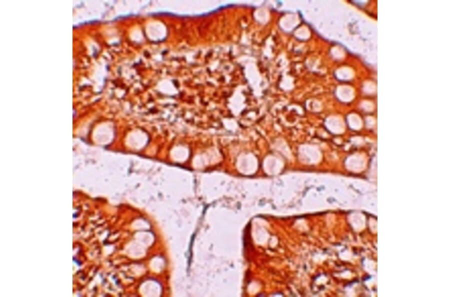 Immunohistochemistry - TFF3 Antibody from Signalway Antibody (25240) - Antibodies.com