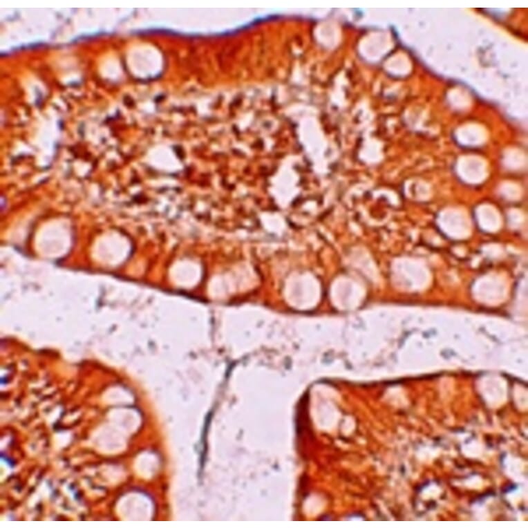 Immunohistochemistry - TFF3 Antibody from Signalway Antibody (25240) - Antibodies.com