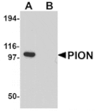 Western blot - PION Antibody from Signalway Antibody (25252) - Antibodies.com