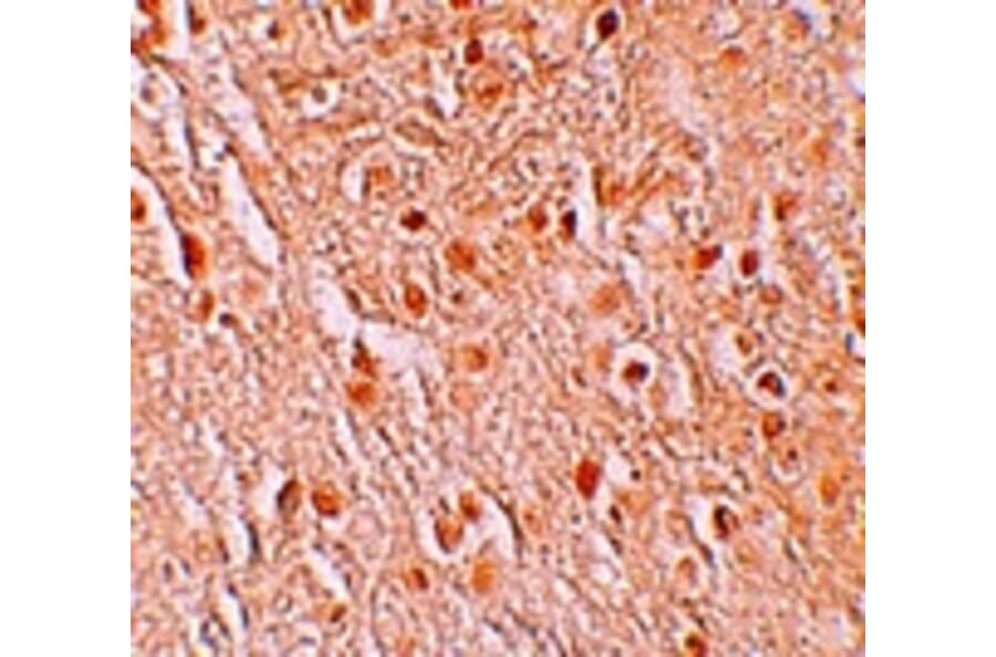 Immunohistochemistry - PION Antibody from Signalway Antibody (25252) - Antibodies.com