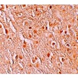Immunohistochemistry - PION Antibody from Signalway Antibody (25252) - Antibodies.com