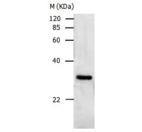 PCNA Antibody from Signalway Antibody (31002) - Antibodies.com