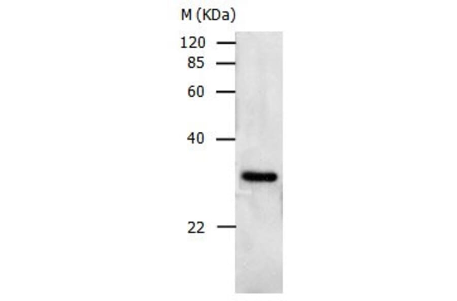 PCNA Antibody from Signalway Antibody (31002) - Antibodies.com