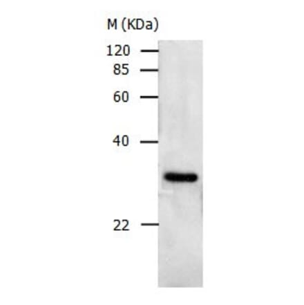 PCNA Antibody from Signalway Antibody (31002) - Antibodies.com