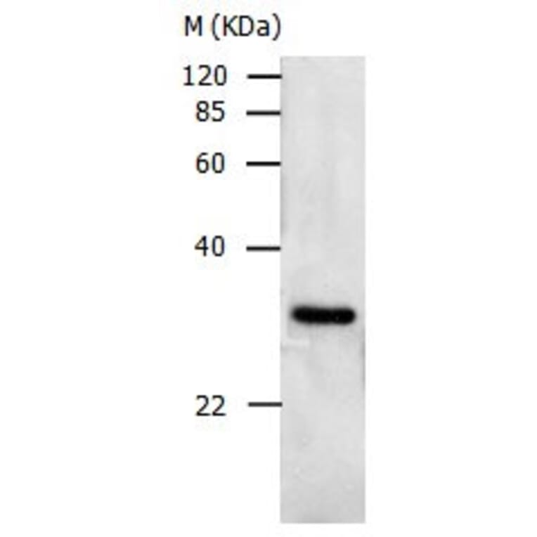 PCNA Antibody from Signalway Antibody (31002) - Antibodies.com