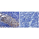 PCNA Antibody from Signalway Antibody (31002) - Antibodies.com