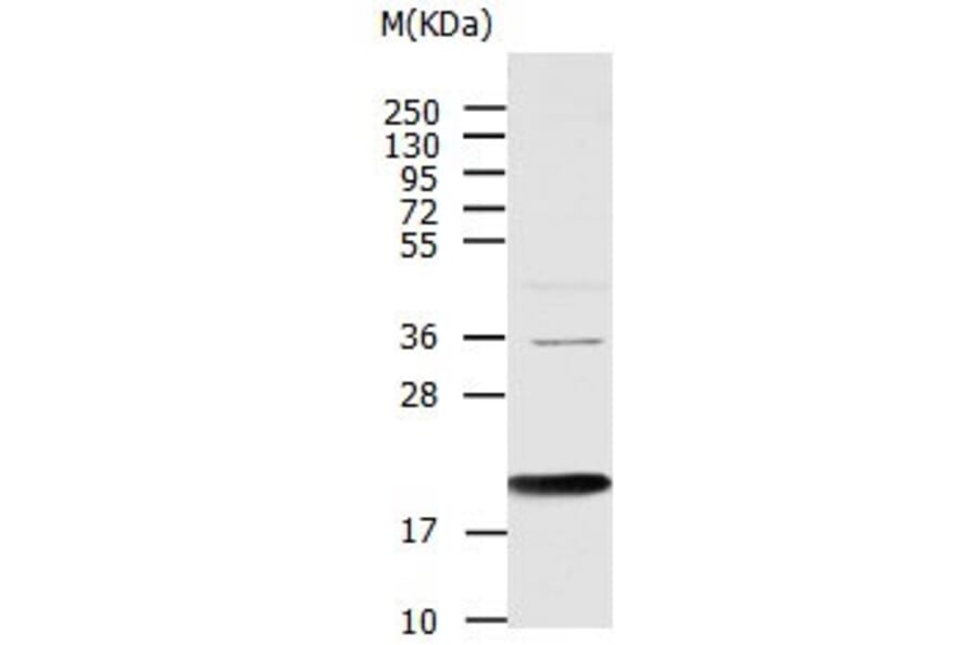 AGR2 Antibody from Signalway Antibody (31005) - Antibodies.com