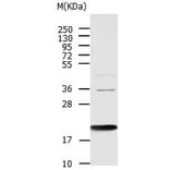AGR2 Antibody from Signalway Antibody (31005) - Antibodies.com