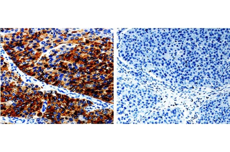 AGR2 Antibody from Signalway Antibody (31005) - Antibodies.com