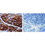 AGR2 Antibody from Signalway Antibody (31005) - Antibodies.com