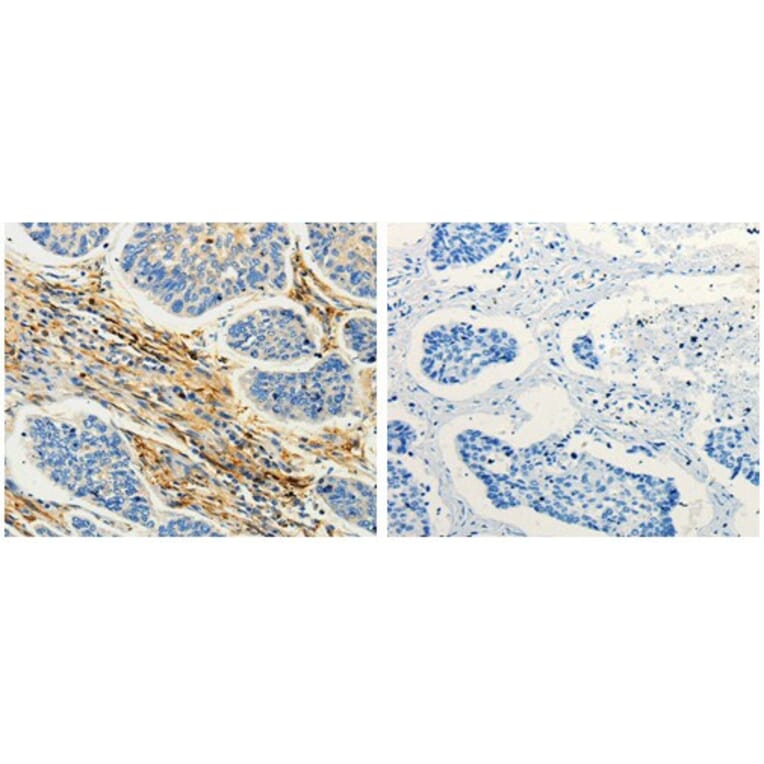 CAP1 Antibody from Signalway Antibody (31042) - Antibodies.com