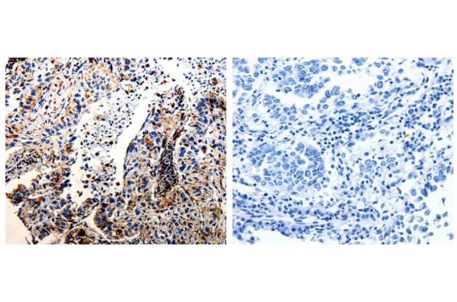 CTSZ Antibody from Signalway Antibody (31047) - Antibodies.com