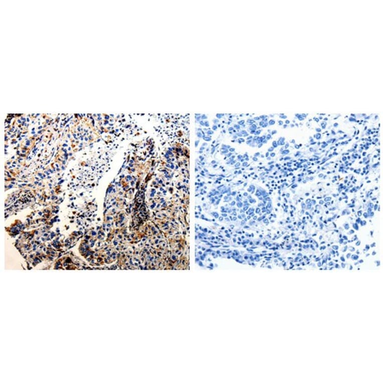 CTSZ Antibody from Signalway Antibody (31047) - Antibodies.com