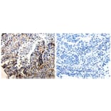 CTSZ Antibody from Signalway Antibody (31047) - Antibodies.com