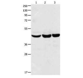 CBX8 Antibody from Signalway Antibody (31048) - Antibodies.com