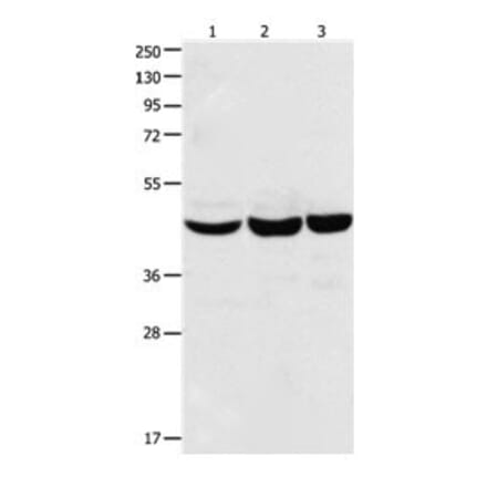 CBX8 Antibody from Signalway Antibody (31048) - Antibodies.com