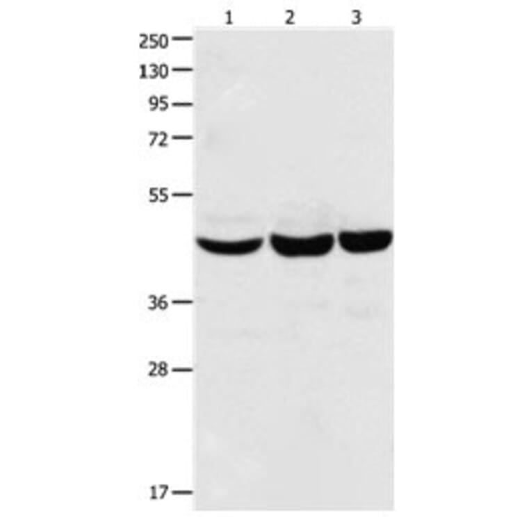 CBX8 Antibody from Signalway Antibody (31048) - Antibodies.com