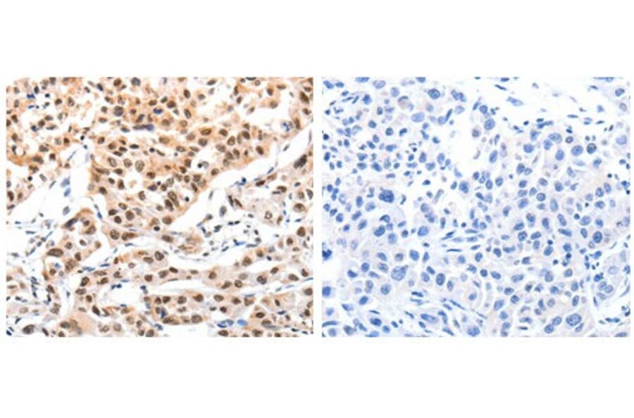 CBX8 Antibody from Signalway Antibody (31048) - Antibodies.com