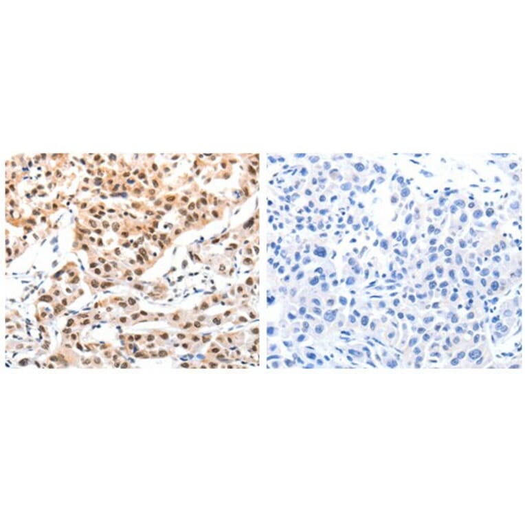 CBX8 Antibody from Signalway Antibody (31048) - Antibodies.com