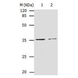CDK4 Antibody from Signalway Antibody (31053) - Antibodies.com
