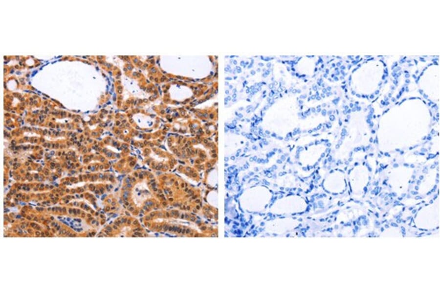CDK4 Antibody from Signalway Antibody (31053) - Antibodies.com