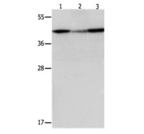 DAP3 Antibody from Signalway Antibody (31066) - Antibodies.com