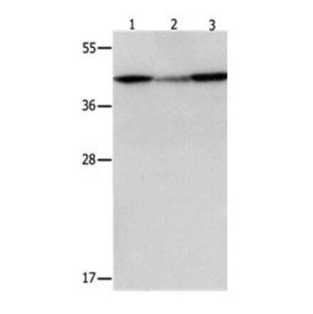 DAP3 Antibody from Signalway Antibody (31066) - Antibodies.com