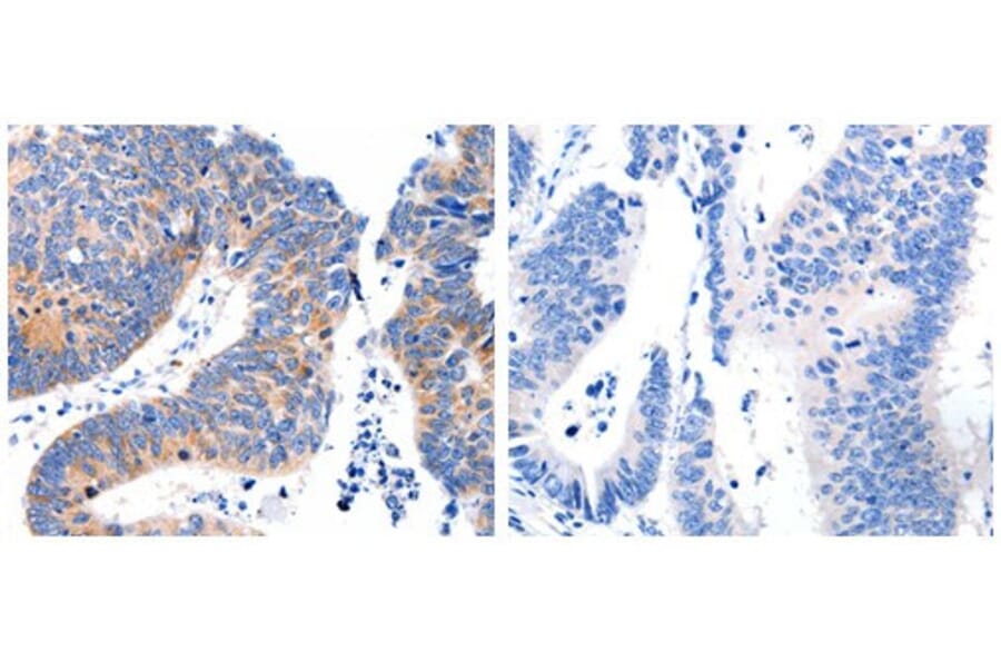 DAP3 Antibody from Signalway Antibody (31066) - Antibodies.com