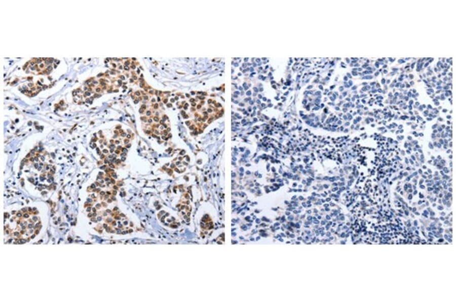 DOK3 Antibody from Signalway Antibody (31067) - Antibodies.com