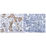 DOK3 Antibody from Signalway Antibody (31067) - Antibodies.com