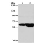 GRK4 Antibody from Signalway Antibody (31076) - Antibodies.com