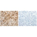 CALR Antibody from Signalway Antibody (31077) - Antibodies.com