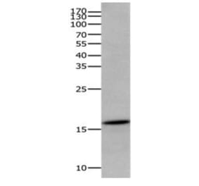 AIF1 Antibody from Signalway Antibody (31086) - Antibodies.com