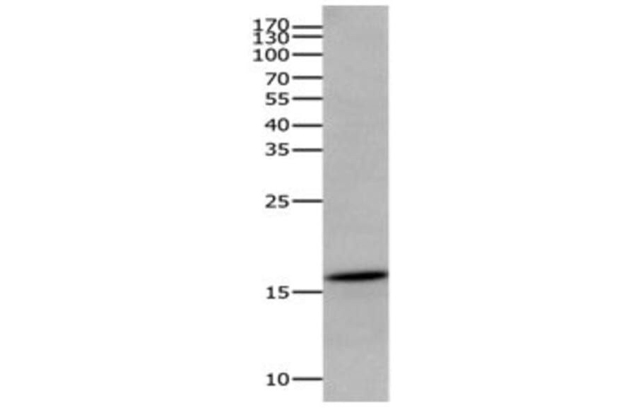 AIF1 Antibody from Signalway Antibody (31086) - Antibodies.com
