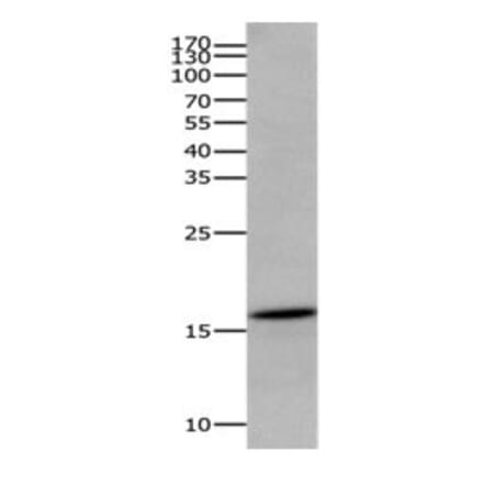 AIF1 Antibody from Signalway Antibody (31086) - Antibodies.com