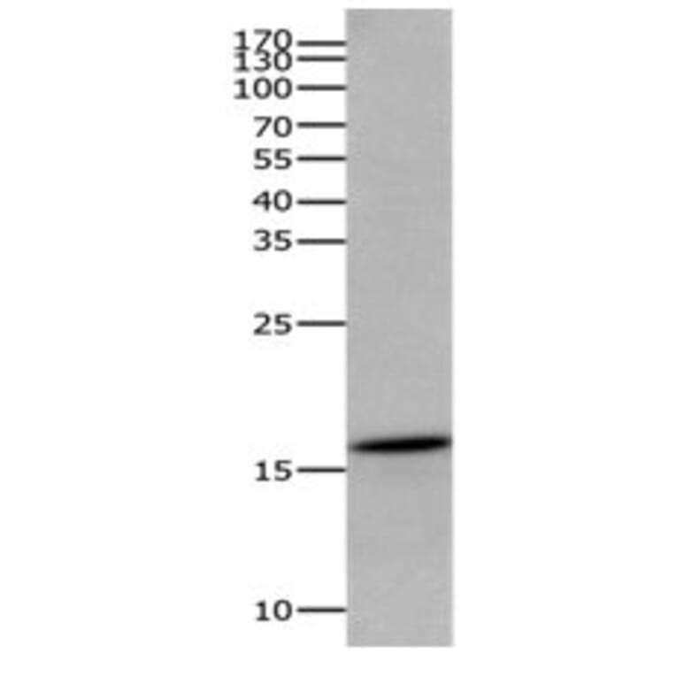 AIF1 Antibody from Signalway Antibody (31086) - Antibodies.com