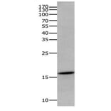 AIF1 Antibody from Signalway Antibody (31086) - Antibodies.com
