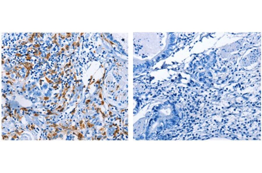 AIF1 Antibody from Signalway Antibody (31086) - Antibodies.com