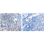 AIF1 Antibody from Signalway Antibody (31086) - Antibodies.com