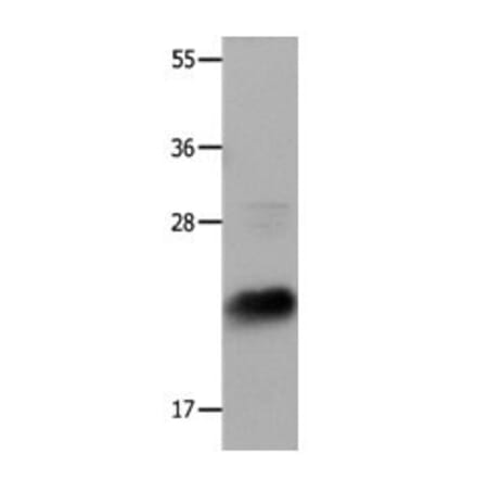IL18 Antibody from Signalway Antibody (31089) - Antibodies.com