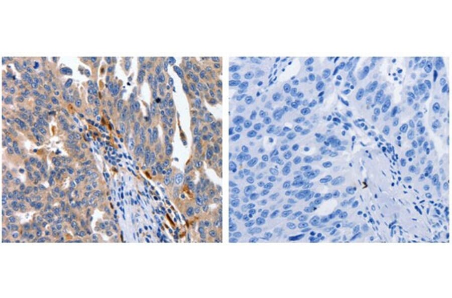 IL18 Antibody from Signalway Antibody (31089) - Antibodies.com