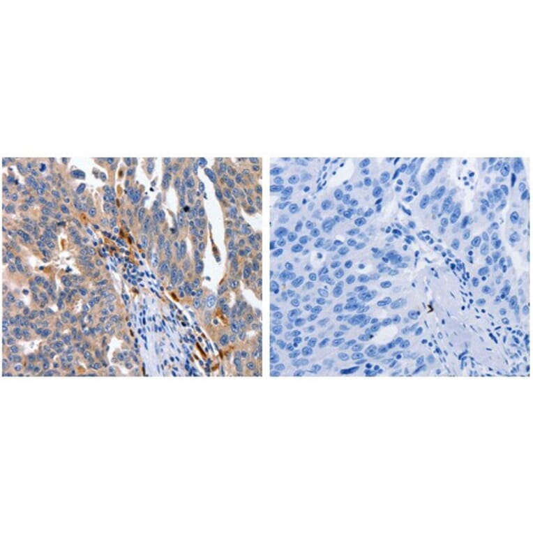 IL18 Antibody from Signalway Antibody (31089) - Antibodies.com
