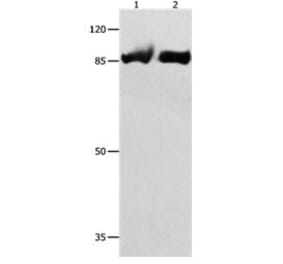 IMMT Antibody from Signalway Antibody (31090) - Antibodies.com