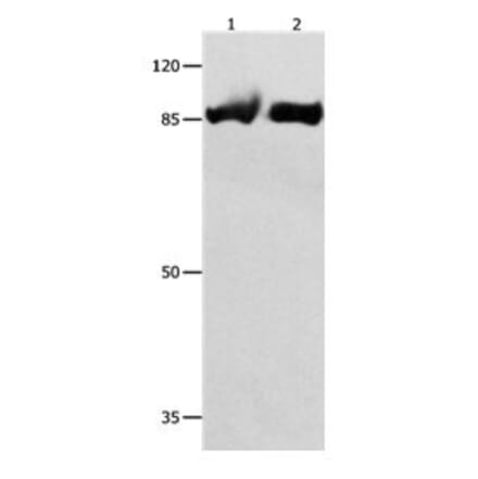 IMMT Antibody from Signalway Antibody (31090) - Antibodies.com