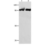 IMMT Antibody from Signalway Antibody (31090) - Antibodies.com